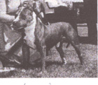 CH Ruffian Gray Boy of Harwyn