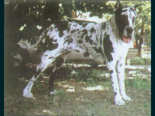 Quopelia-A Di San Filippo
