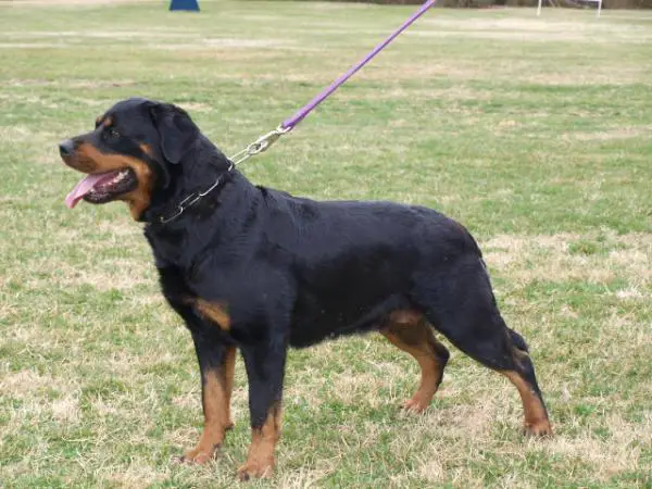 Nanni Vom Hause Neubrand