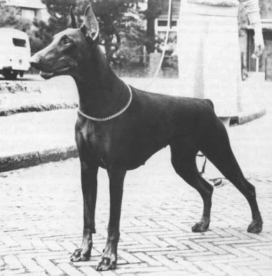 Jorinda Vd Brunoburg