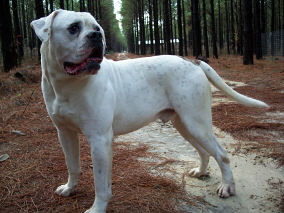 Durden's Kojak of CLK