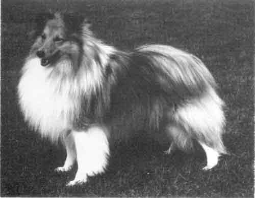 GB CH Lythwood Snaffles