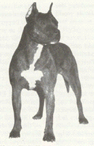 Ruffian Our Teenie