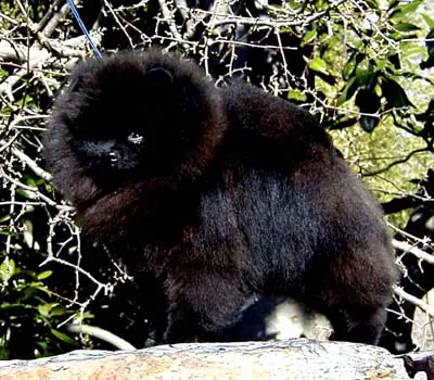 AM CH Jan-Shars Shaquille O'Neal