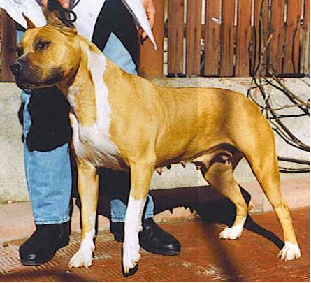 Pentareti Gody Goldie