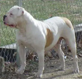 SS Tess of Blue River