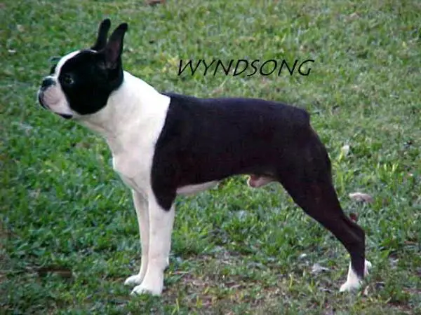 CH Wyndsong's King of the Hill