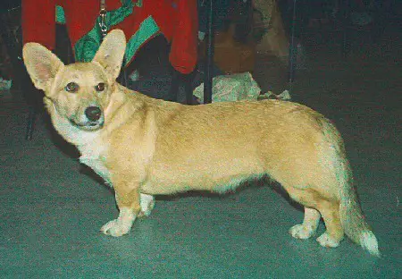 Daisy The Dog's Cabaret