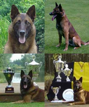 A'Tim NVBK 16241 (Dovre Fjeld Vasco LOSH 816509)