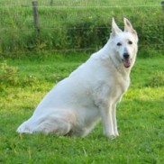 Royal Snowlily of the Silver Wolfsfarm