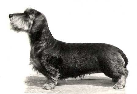 ENG CH. Drakesleat Riff Raff