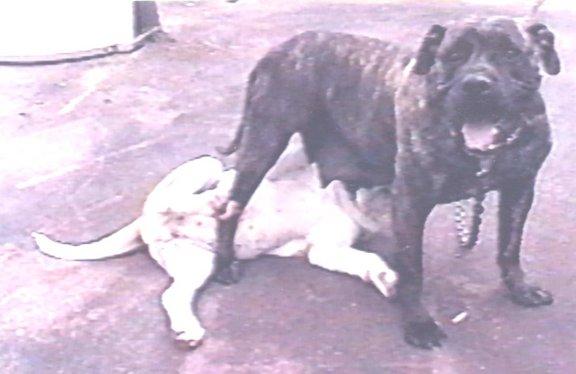 Robinson's True Grit