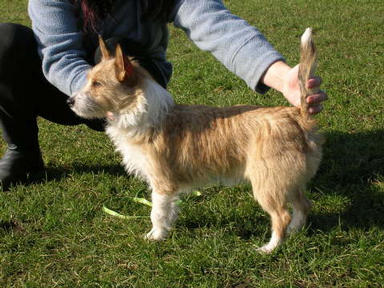 Plushcourt Bailarino at Coalacre