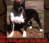 Gaff's Rajah of Rocmont