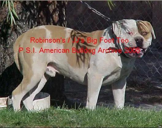 JJ's Bigfoot Too