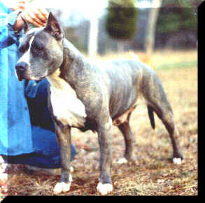 Ruffian Blue Angel of York