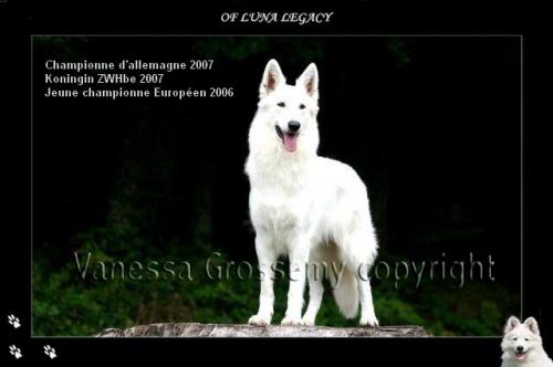 CH D, DEUTSCHER CH Happy Lunalee of Haely's Future