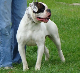 Ren-Scot's She's Hogg Wild of CCK