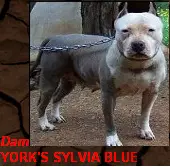 York's Sylvia Blue