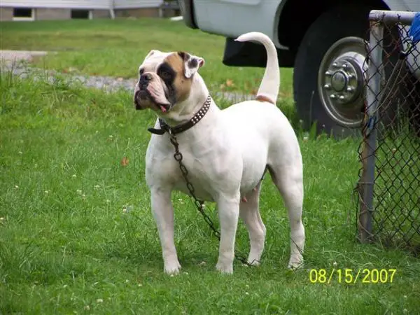 Urban's Hotshot Carli of Leist