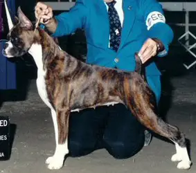 CH. Rummer Run's Mary Jane