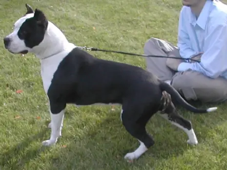 CH Mt. Brier's Eye Of The Storm