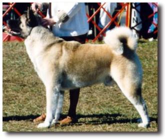 AKC CH N Stars Coors Silver Bullet