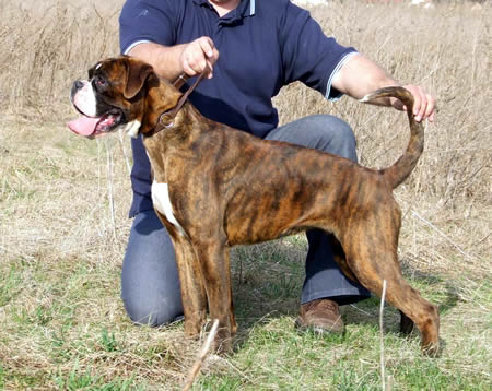 Csepregi Box Itala-Lara