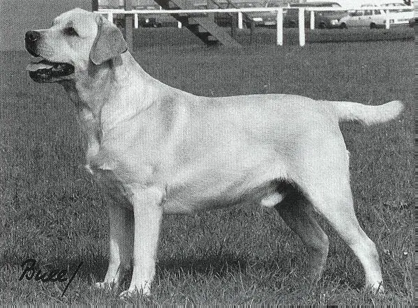 Eng. Ch. Trenow Brigadier