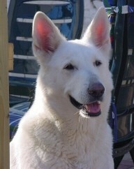 Angie of the White Swallow Dog