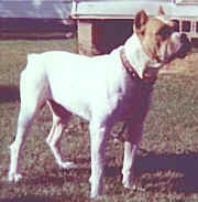 FOUNDATION DOG Johnson's Dick the Bruiser