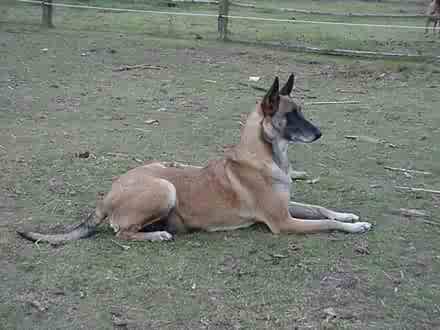 Puce du Banc des Hermelles