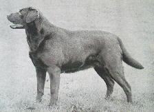 Eng. Ch. Bradking Bridgette of Davricard