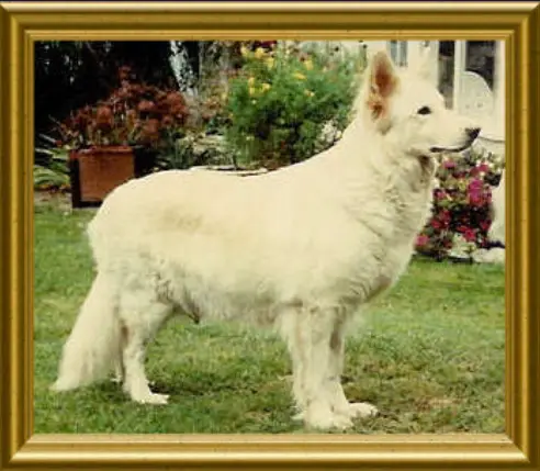 Heidi's White Cuddle 'n Kiss