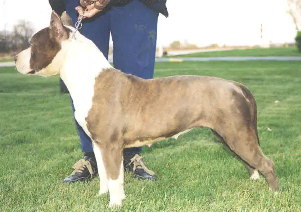 Pirouette's Private Danseur