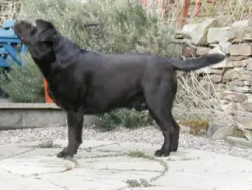 Mallorns Mr Snowbusiness at Boothgates