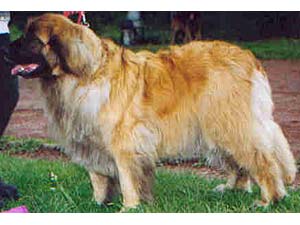 Petula v. Lowenreich