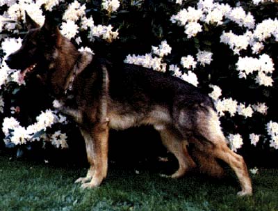 V Eiko von der Zitadellenburg