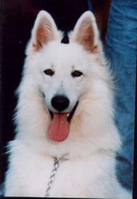 Brookville White Tyson