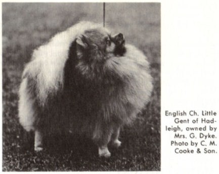 ENG CH Little Gent of Hadleigh