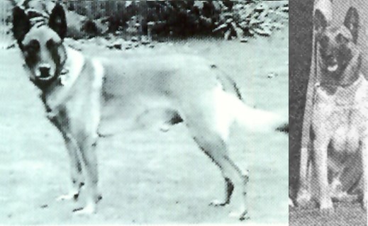 Baton vom Roten Falken