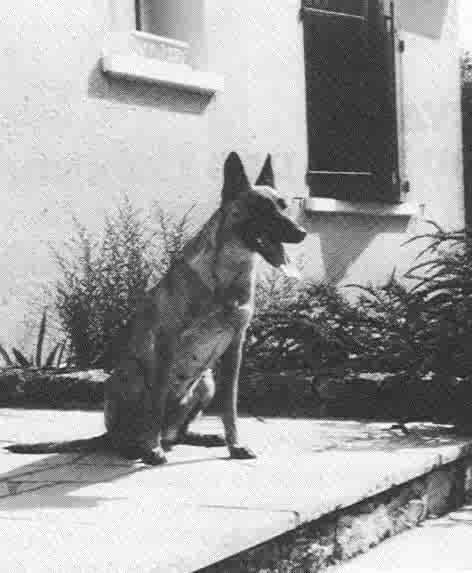 Bambou II des Loups Mutins