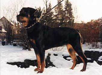 Briska vom Kummelsee