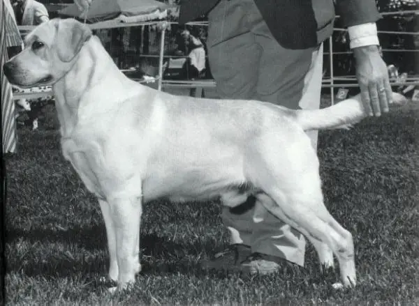 AKC/CAN CH Chelons Scottish Gillie