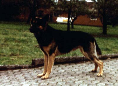 King vom Hünenfeuer