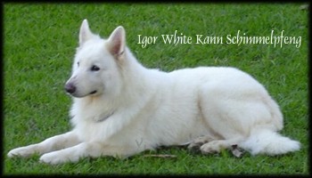 Igor White Kann Schimmelpfeng