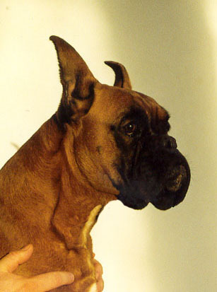 Helka della Cadormare