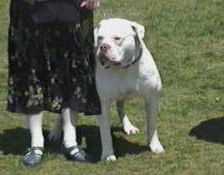 Blackwell's Pied Piper