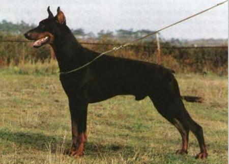 INT CH Graaf Aristo V. Neerlands Stam