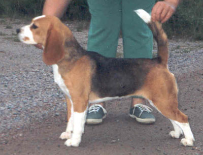 Daragoj Savannah Rose